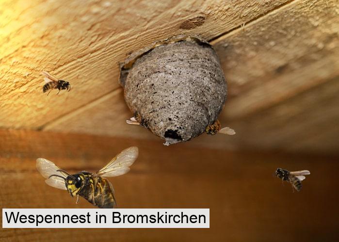 Wespennest in Bromskirchen